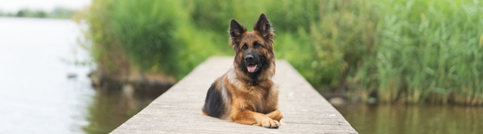 Darmflora hond: dit moet je weten