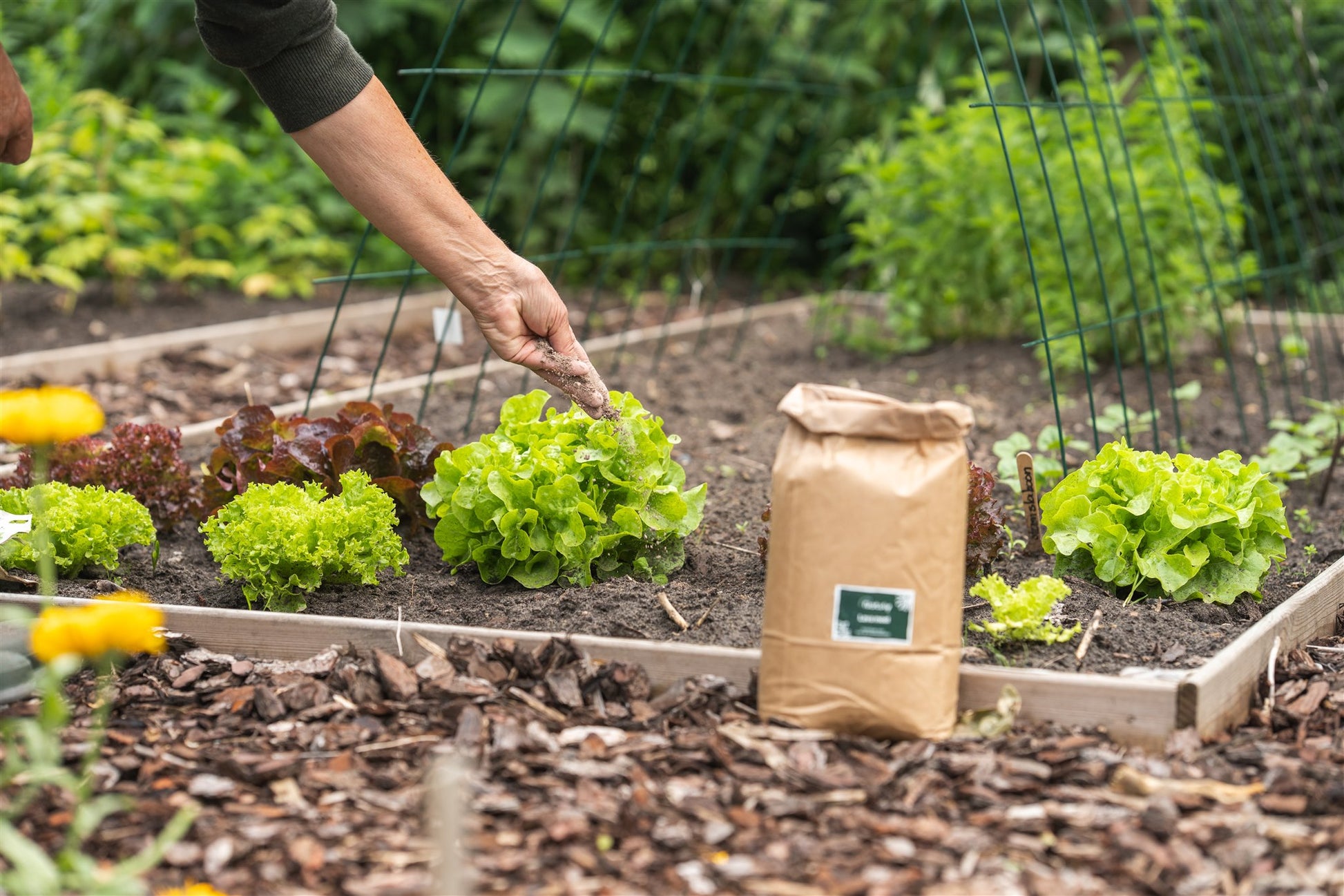 Moestuin salade bodem