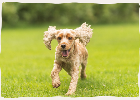 Hond