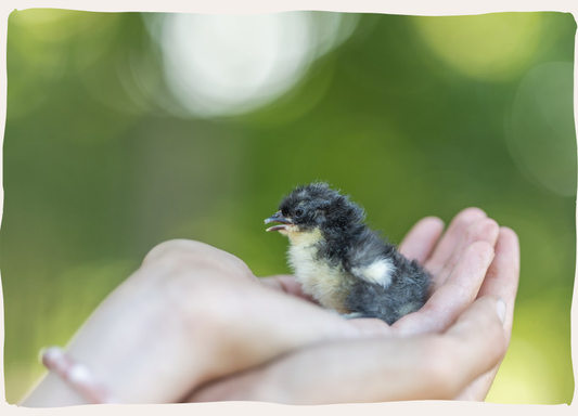 Overige dieren