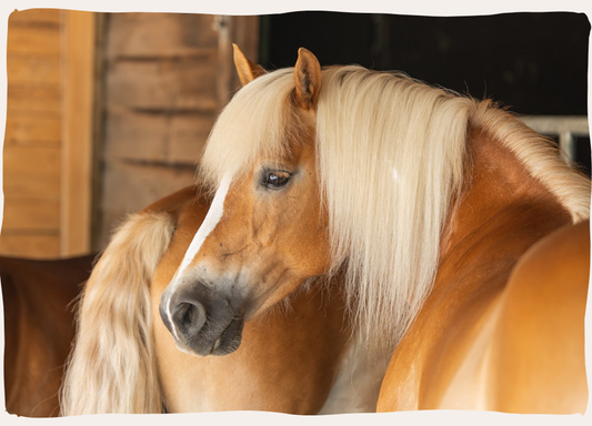 paard
