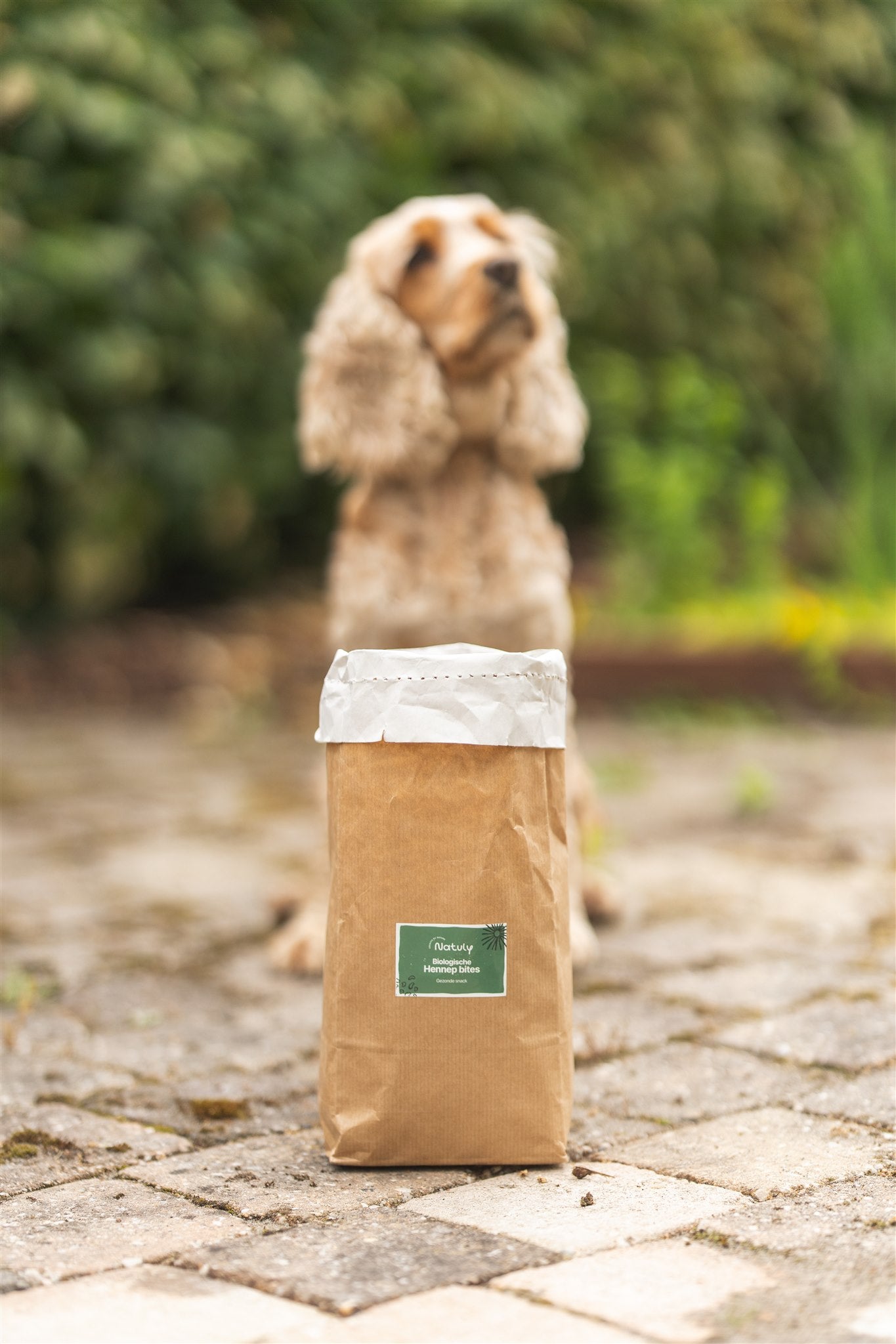 Hond hennep bites
