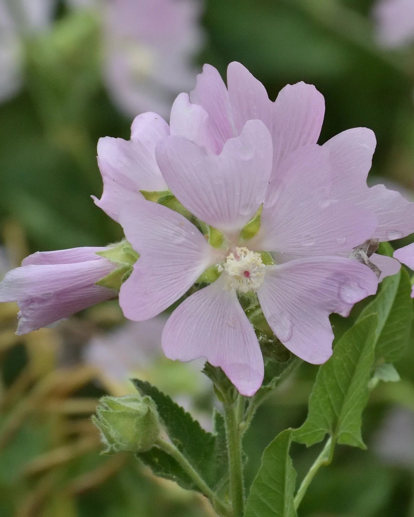 Malva Moschata in bloei