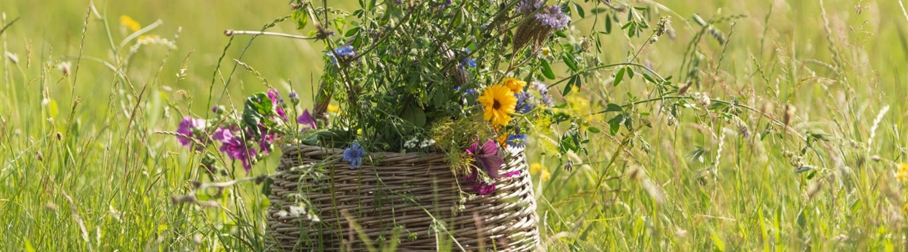 kruiden mandje met biologische bloemen en kruiden