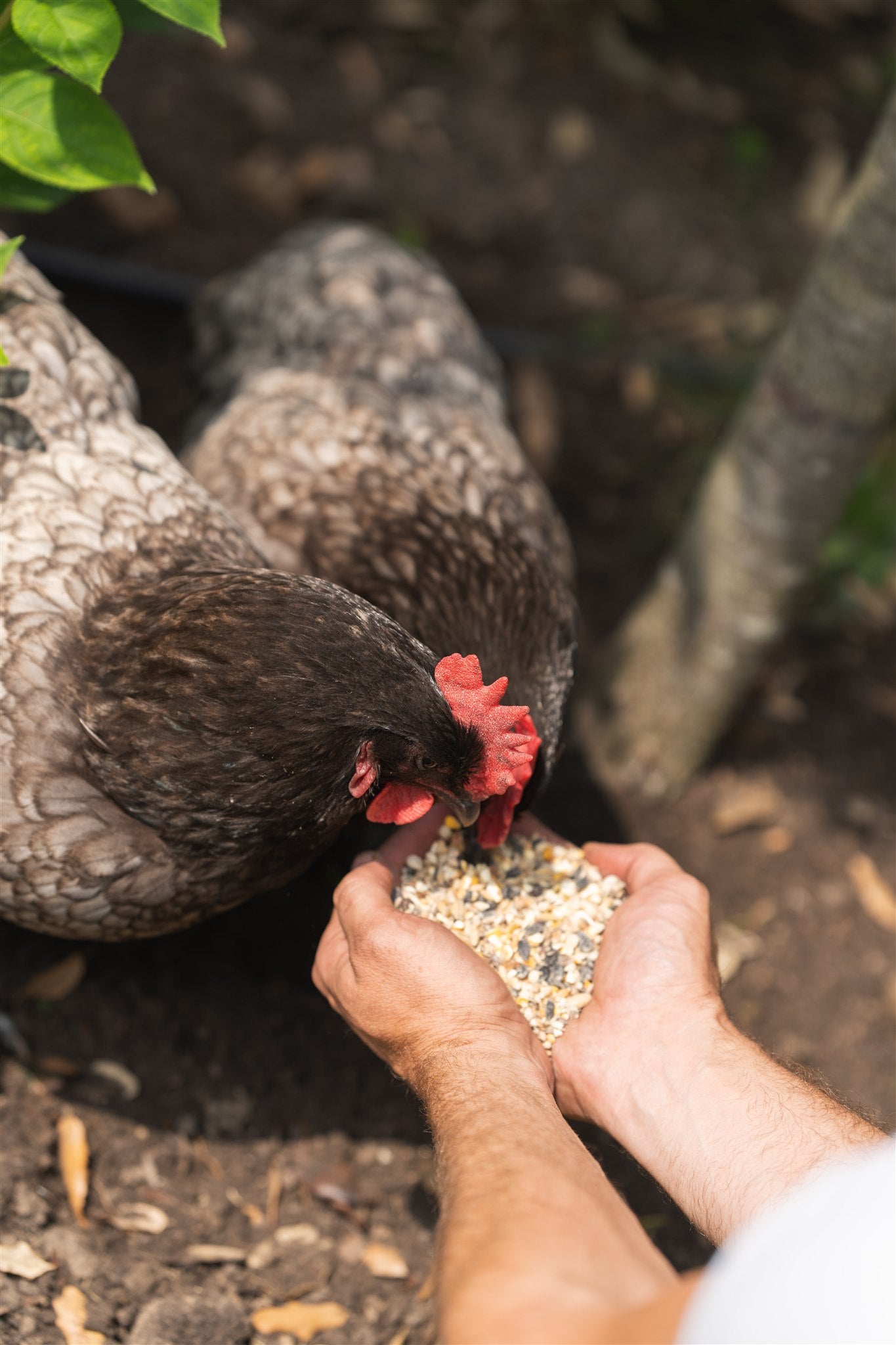 Pluimveemix kippen eten uit de hand