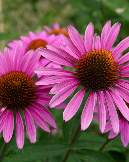 rode zonnehoed in bloei