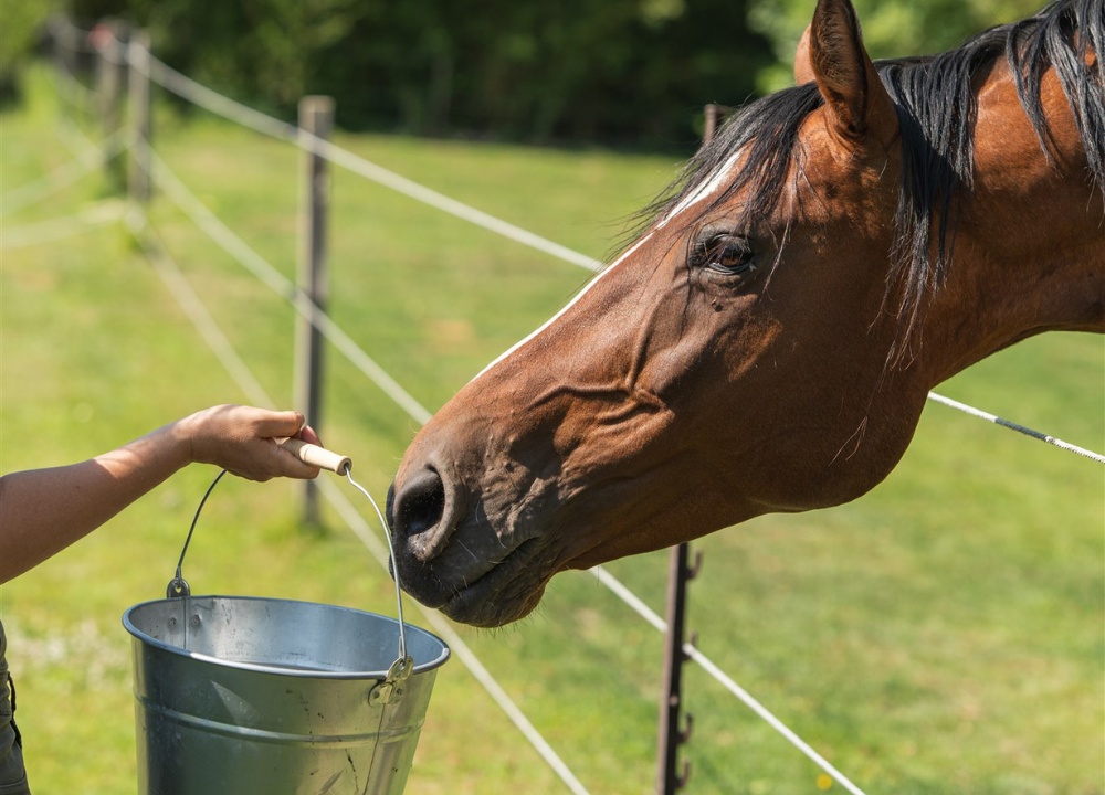 Paard voer emmer