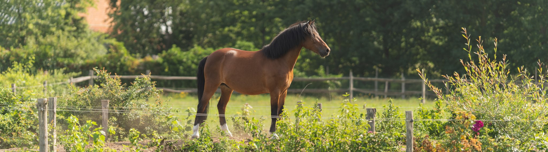 Paard op heuvel in paddock paradise
