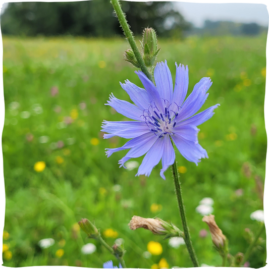 Cichorei bloem