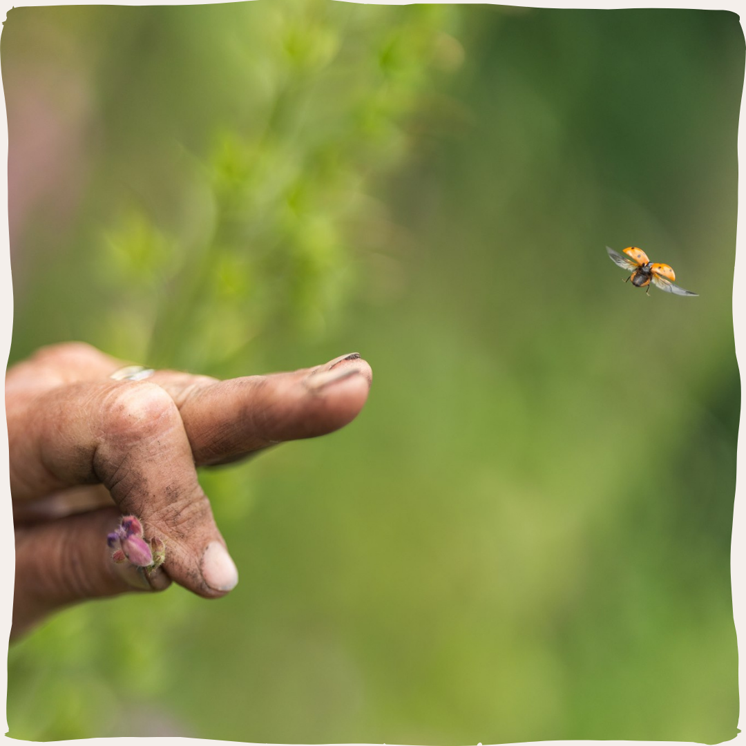 Lieveheersbeestje vliegt weg van vinger