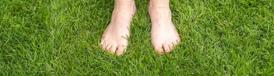 Is biologisch graszaad, groener en sneller gras?