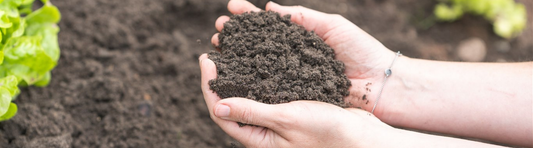 Waarom mineralen in de bodem essentieel zijn voor een gezonde bodem, planten én dieren