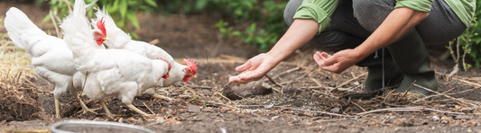 Wat heeft een kip nu écht nodig?