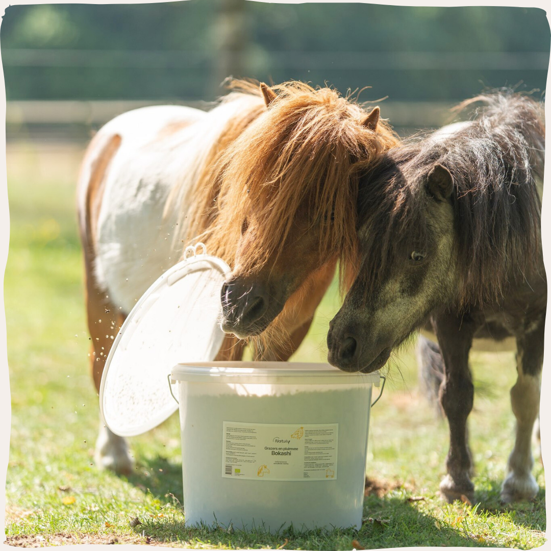Bokashi grazers shetlanders