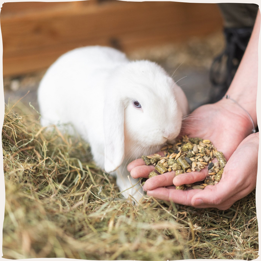 Voeding voor knaagdieren