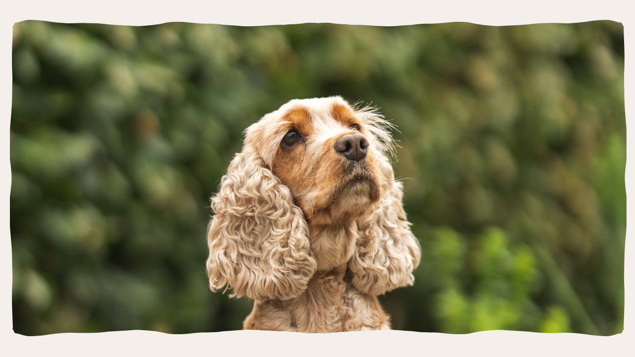 Engelse cocker spaniel, natuurlijke verzorging en voeding