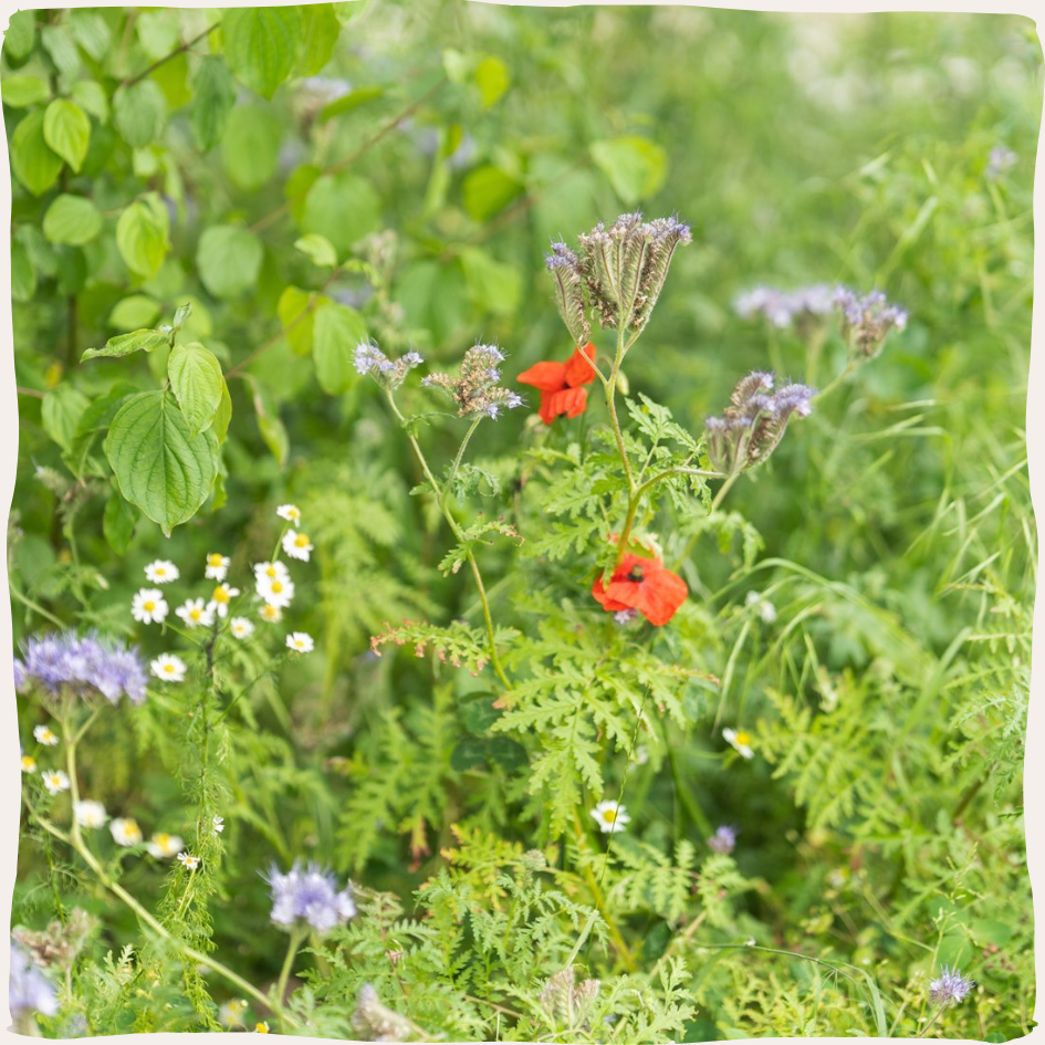 Boekenleggers Set Magnetisch - Nectar Meadows Bloemen & Bijen - Roze&Paars&Rozerood&Blauw - 8x3cm van Puckator kopen? | Bestel Nu Online Boekenleggers Set Magnetisch - Nectar Meadows Bloemen & Bijen - Roze&Paars&Rozerood&Blauw - 8x3cm van Puckator kopen? | Bestel Nu Online