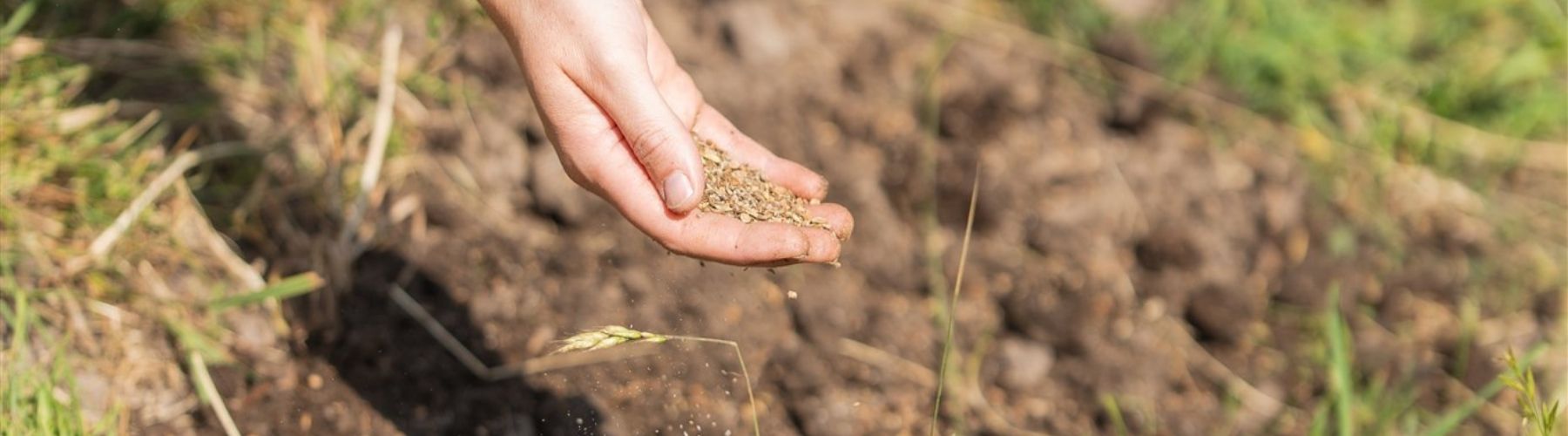 zaaien en bodemtypes